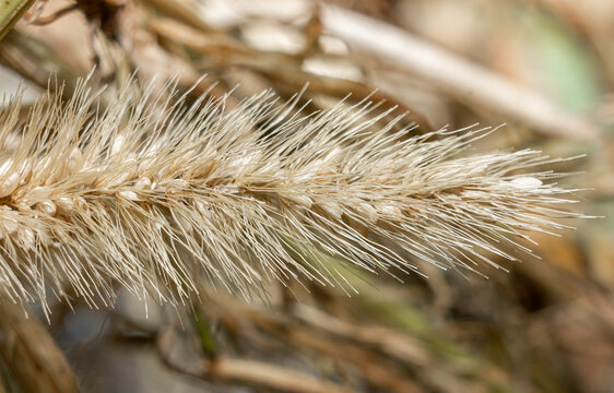 Dry weed. Wild grass in the form of a spikelet.