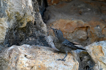 Blue rock thrush, female // Blaumerle (Monticola solitarius), Weibchen - Peloponnese, Greece