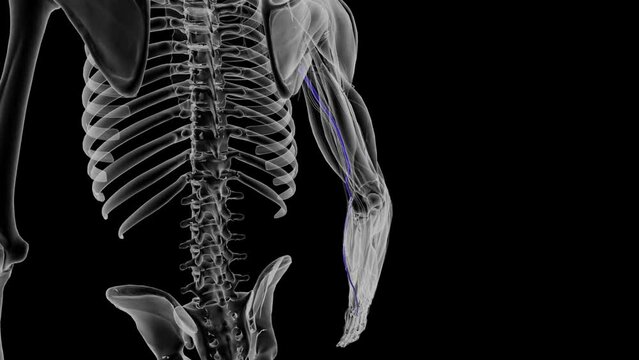 The basilic vein is a large superficial vein of the upper limb that helps drain parts of the hand and forearm .