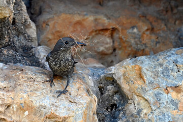 Blue rock thrush, female // Blaumerle (Monticola solitarius), Weibchen - Peloponnese, Greece