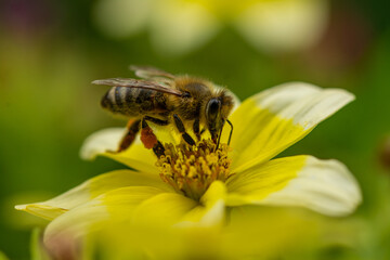 Fleißiges Bienchen sammelt Blütennektar auf Blüte