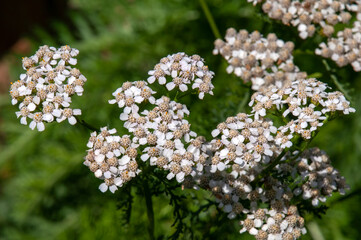 Sydney Australia, achillea millefolium or common yarrow in garden