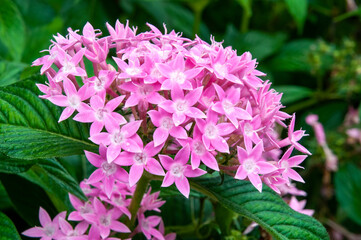 Sydney Australia, pentas lanceolata also known as egyptian starclusteris native to much of Africa and Yemen