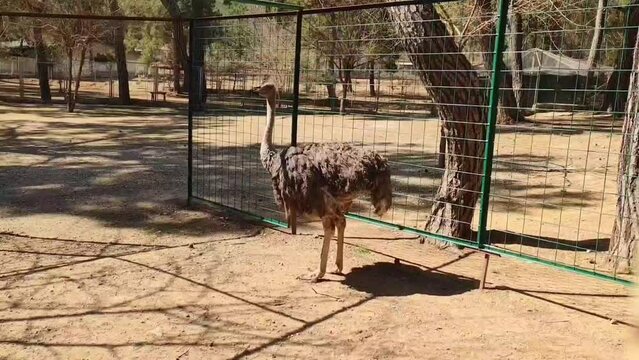 A brown live ostrich on long legs walks in the zoo enclosure