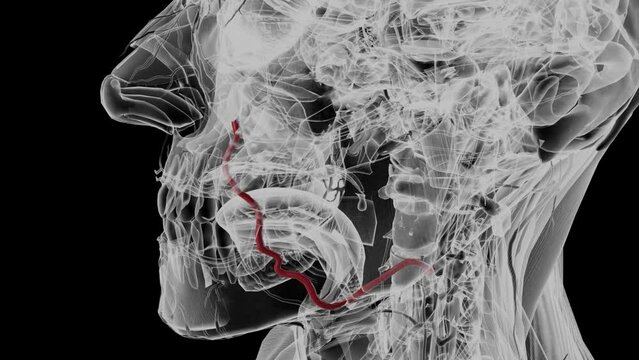 The facial artery (external maxillary artery in older texts) is a branch of the external carotid artery that supplies structures of the superficial face