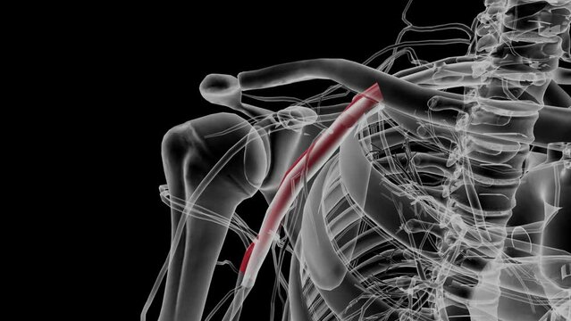 The axillary artery is the main artery of the upper extremity and originates as a continuation of the subclavian artery at the lateral margin