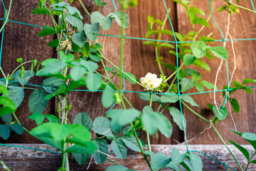 Blooming rare double petaled, snow white butterfly pea vine on green trellis netting near stain wooden fence at backyard garden in Dallas, Texas, America