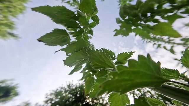 Tall green nettle under blue sky