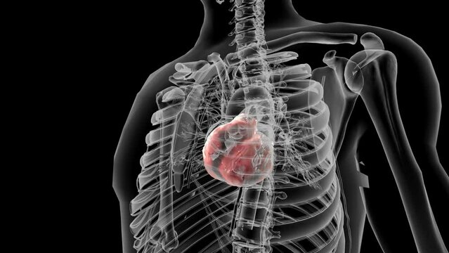 Cardiac Fat. There are 3 major fat depots around the heart: pericardial fat, epicardial fat and intracellular myocardial fat .
