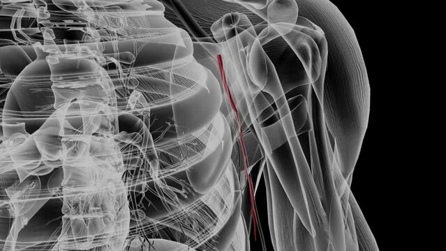 The Lateral Thoracic Artery Supplies The Axillary Lymph Nodes, Serratus Anterior, Pectoralis Major, Pectoralis Minor And Subscapularis Muscles .