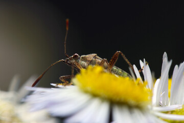 Stink bug Sukashihimeherikamemushi on a white flowerhead (Liorhyssus hyalinus. Sunny outdoor field, close up macro photography)