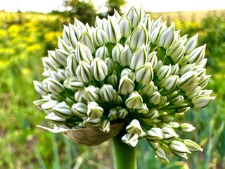 Obraz premium A large white flower head of an ornamental onion close-up in a blooming garden