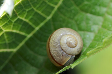 Shell of the Sought-after false hadra on the leaf  (Wildlife closeup macro photograph) 