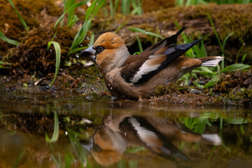 Fototapete bei efototapeten.de bestellen   