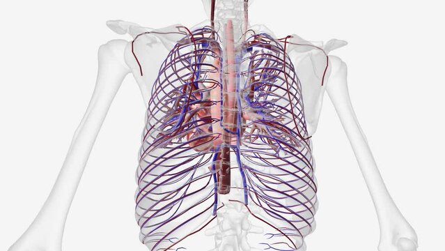 cardiovascular and trochlea 3d medical .