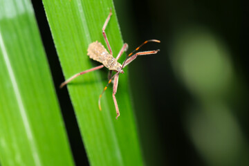 Larvae of the Japanese assassin bug (Isyndus obscurus), intimidate on a green leaf (Sunny outdoor field, close up macro photography)