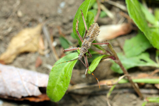 Larvae of the Japanese assassin bug (Isyndus obscurus), roaming the ground in a thicket (Sunny outdoor field, close up macro photography)