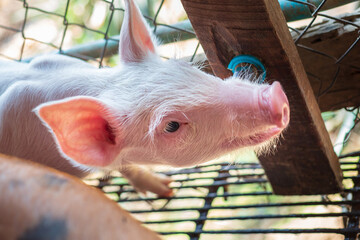A little pig drinking water on the farm so happily, Ecological pigs and piglets © NARONG