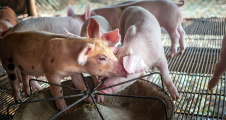 Portrait of a cute small piglet on the farm. group of mammals waiting for feed. swine in the stall.