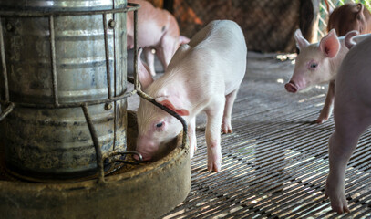 A portrait of a cute small piglet is standing on the farm.Pig Breeding farm in swine business in tidy and  indoor