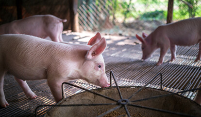 A portrait of a cute small piglet is standing on the farm.Pig Breeding farm in swine business in...