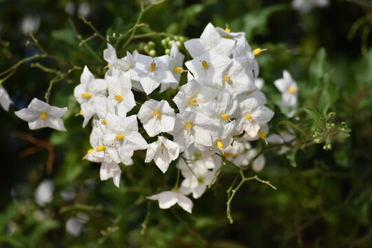 Flores peque&ntilde;as blancas bajo el sol