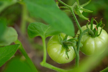 Two green tomatoes hang from a green branch on the right side of the photo with a blurry background