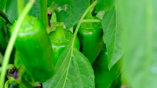 green peppers growing organically