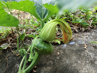 pumpkin growing in the garden