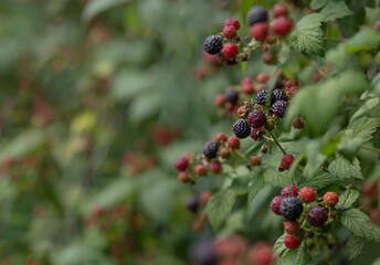 bush with red and black raspberries in the garden