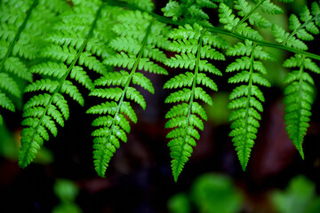 Fern leaves in the forest, Sainte-Apolline, Québec, Canada
