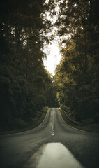 driving through the forest