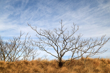 Winter Dunes - Keansburg, New Jersey