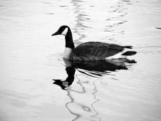 Duck Reflections