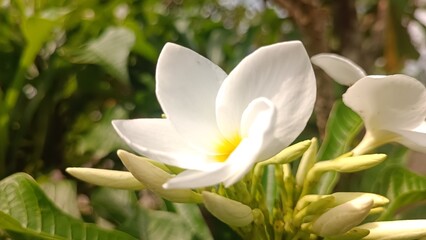 White jasmine flowers are photographed up close in the afternoon in a garden with an elegant and romantic impression