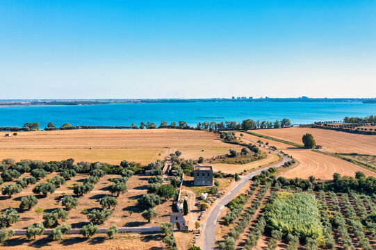 Mar piccolo, Taranto, Puglia. Paesaggio estivo con un campo di grano dorato e un uliveto per la produzione di olio extra vergine di oliva