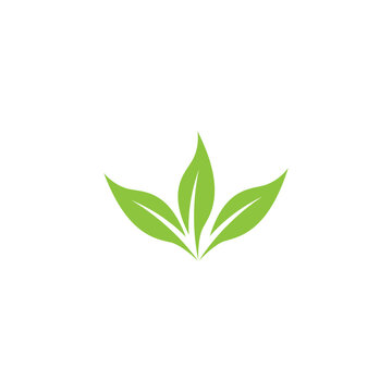 natural leaf mint green logo illustration design vector