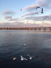 seagulls on the sea