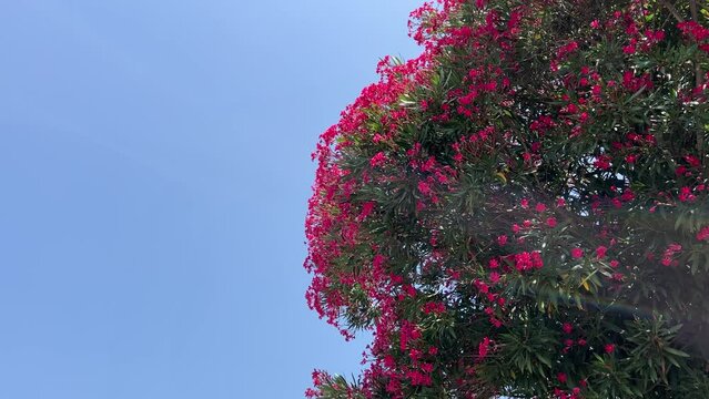 Oleander bush pink red flowers on blue sky.