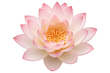 Lotus Lily Flower (Cut-Off)