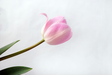 one pink tulip on a white background