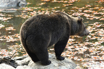 Ours brun, Ursus arctos