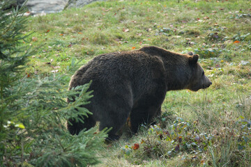 Ours brun, Ursus arctos