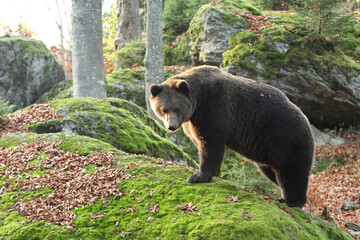 Ours brun, Ursus arctos