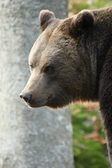 Ours brun, Ursus arctos