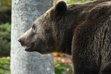 Ours brun, Ursus arctos