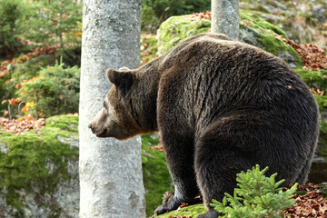 Ours brun, Ursus arctos