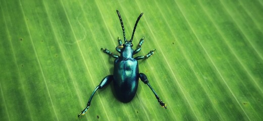 Zoom beetle on dahlia leaves.