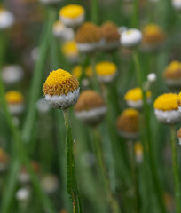 Beautiful close-up of an ammobium alatum flower