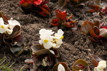 White begonia sculata cucullata, wax begonia or club begonia, white flowers with dark purple leaves...